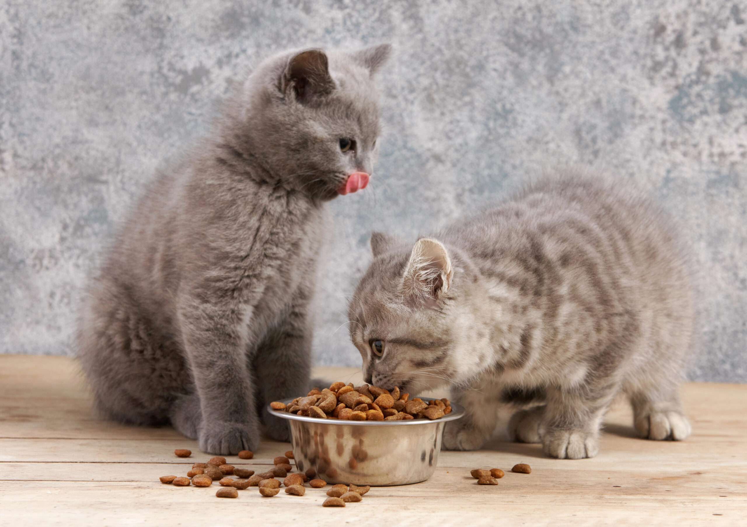 tiernahrung_katze