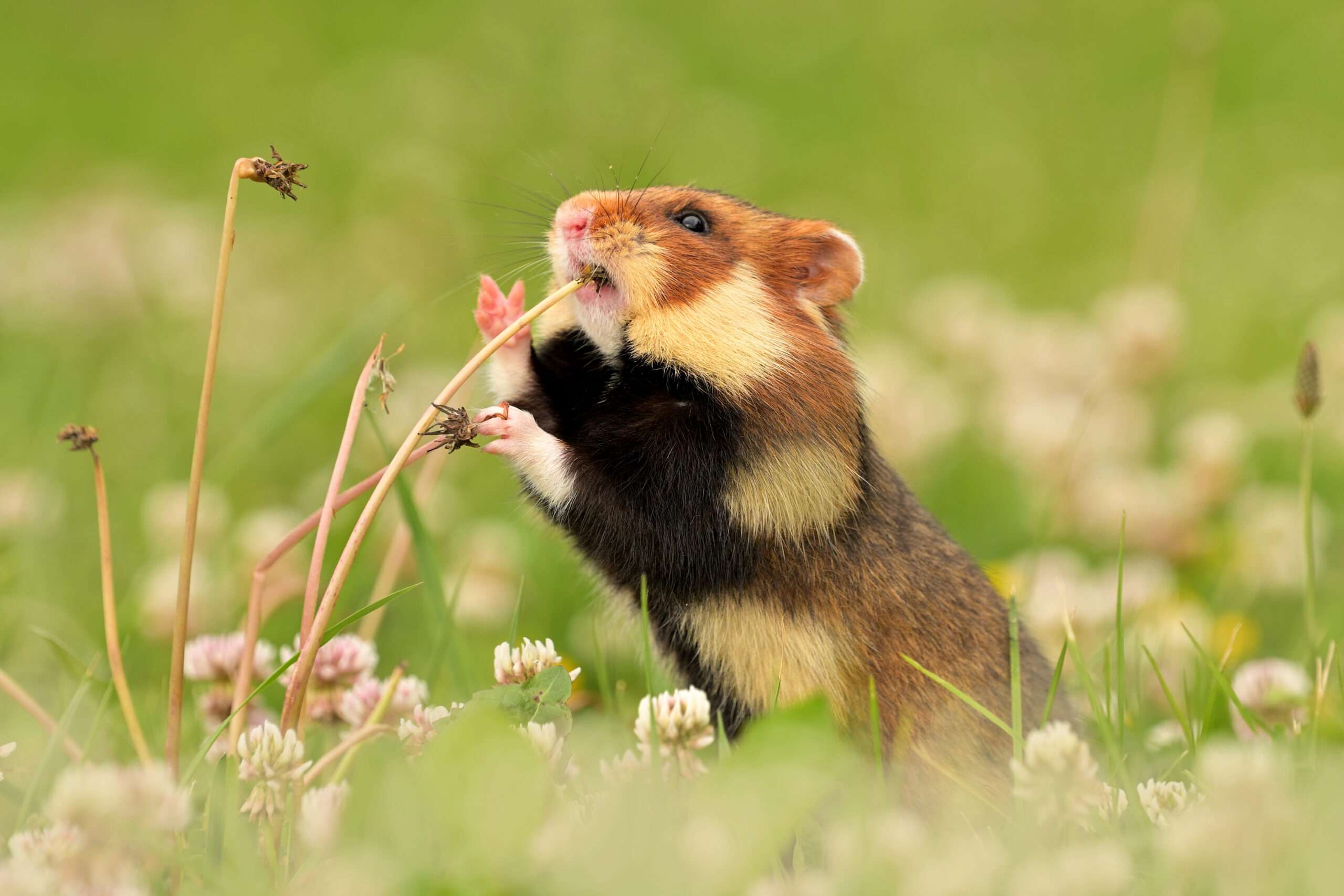 hamster