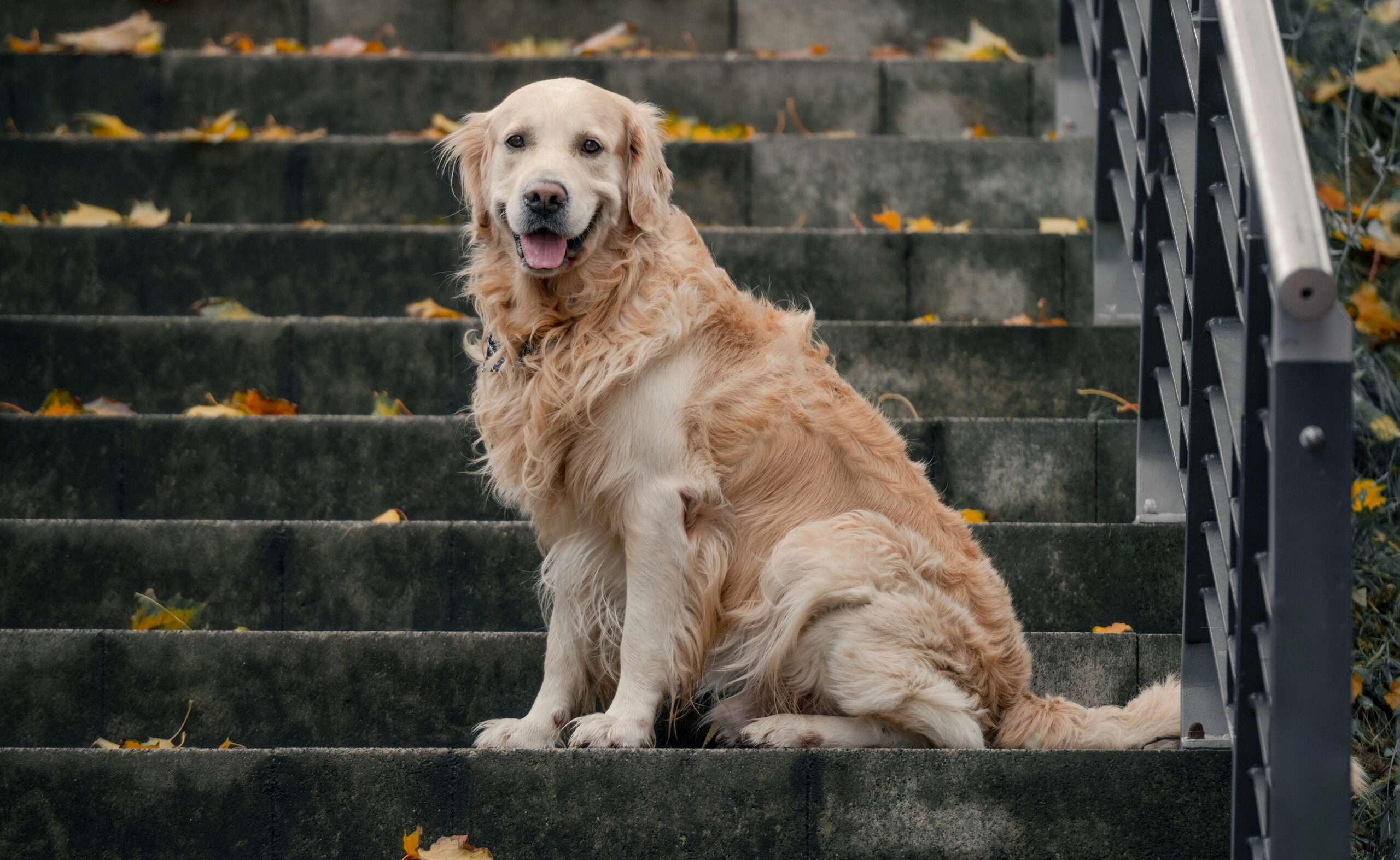 hund5