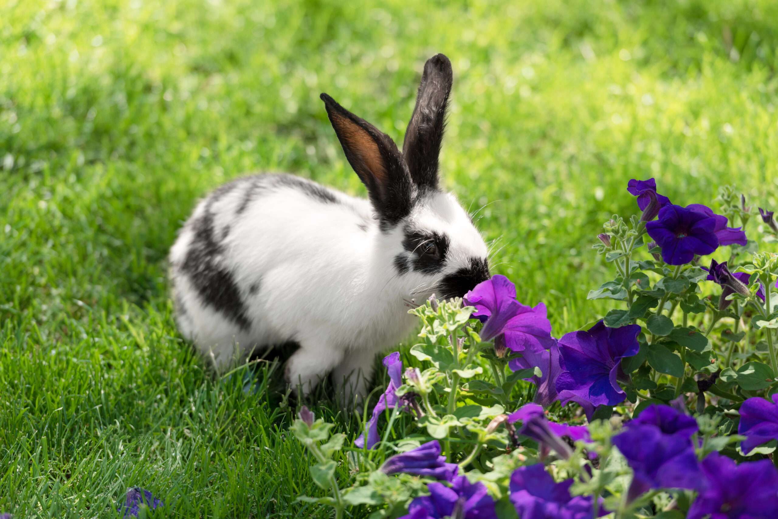 kaninchen