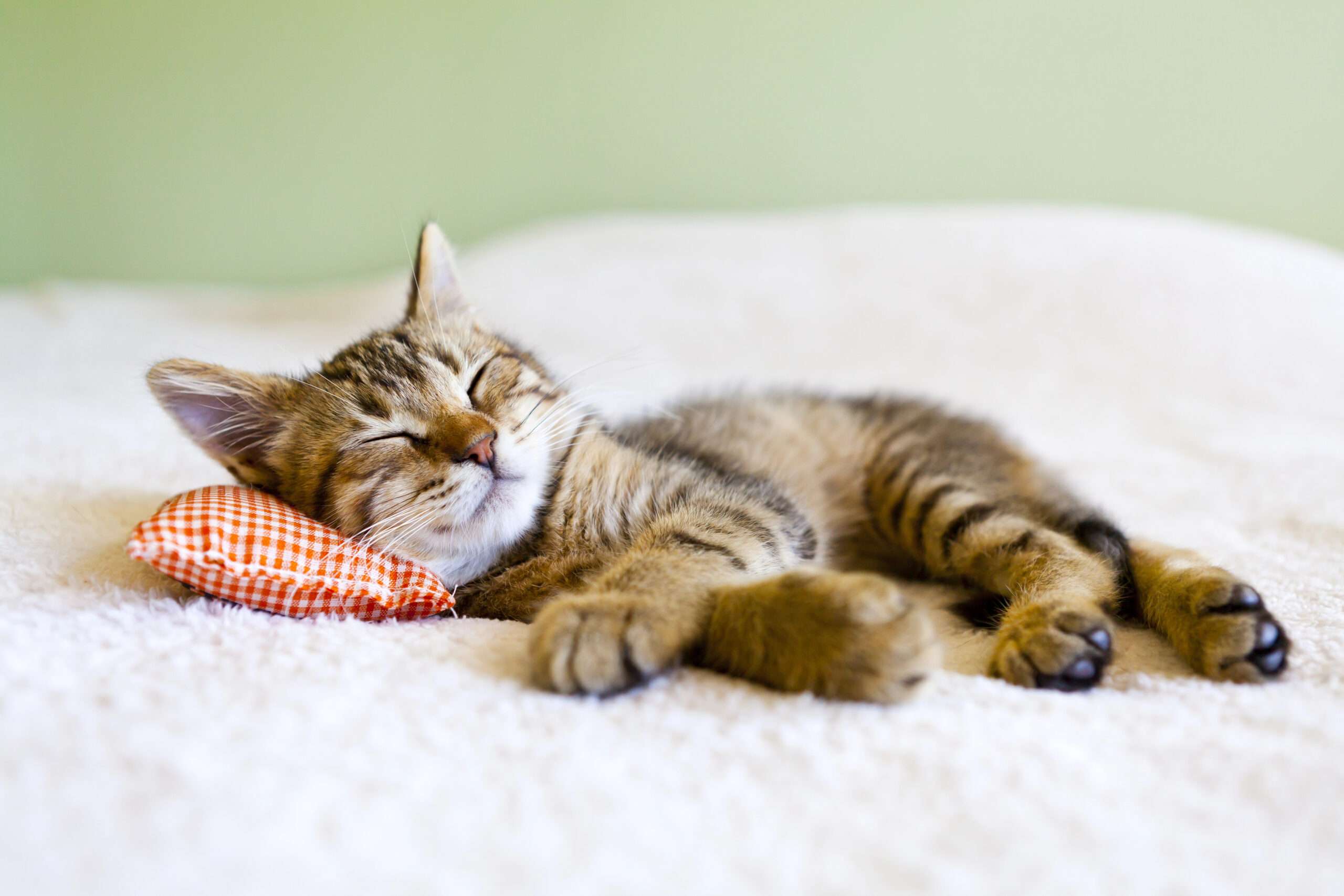 katze2