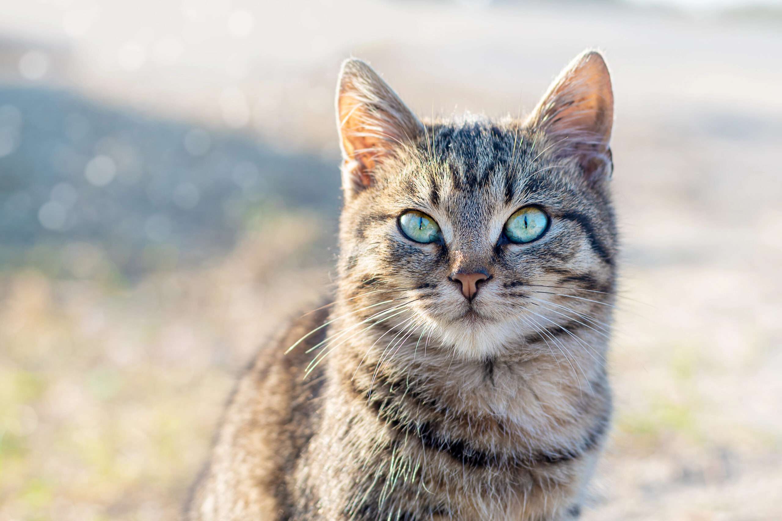 katze3