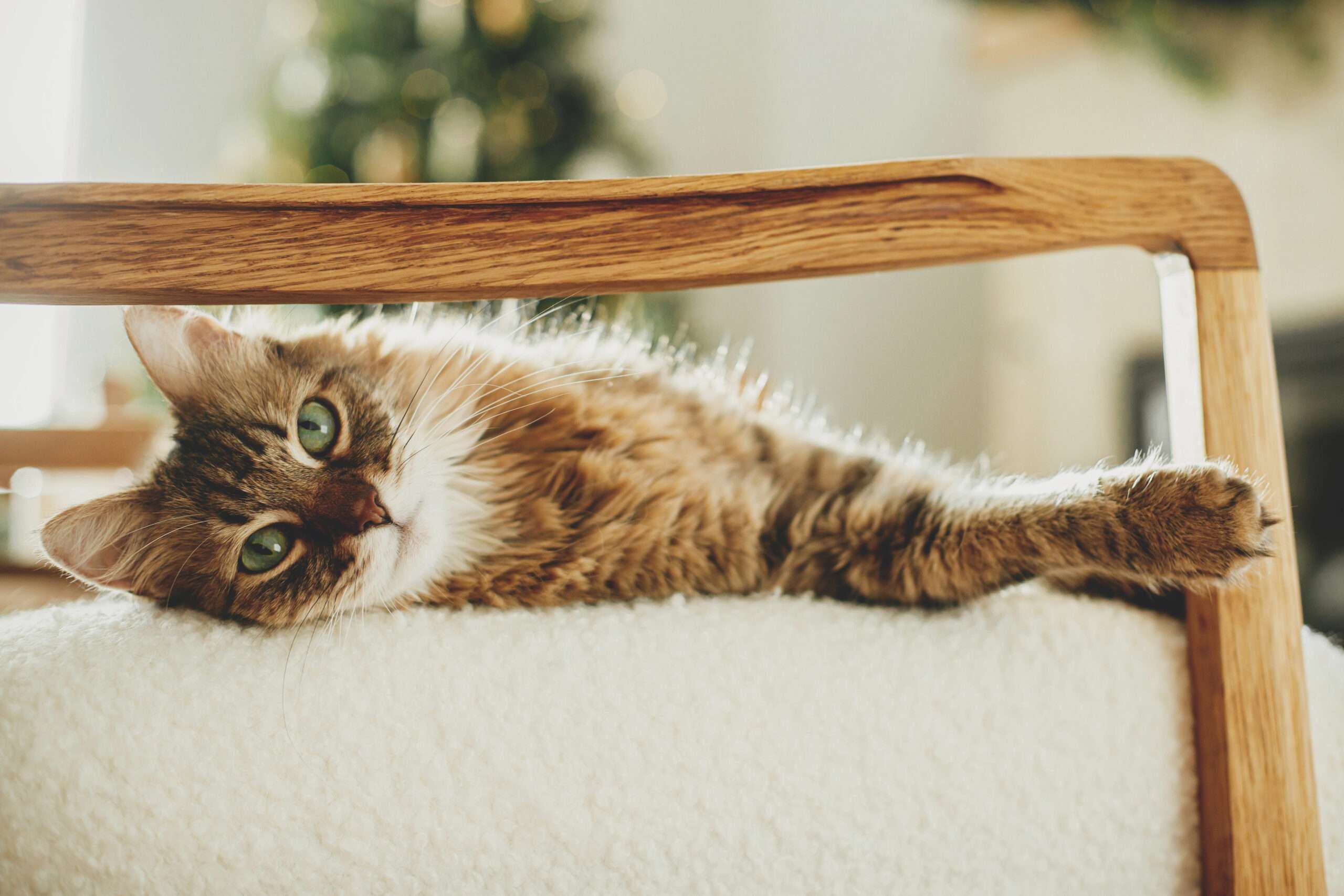 katze4