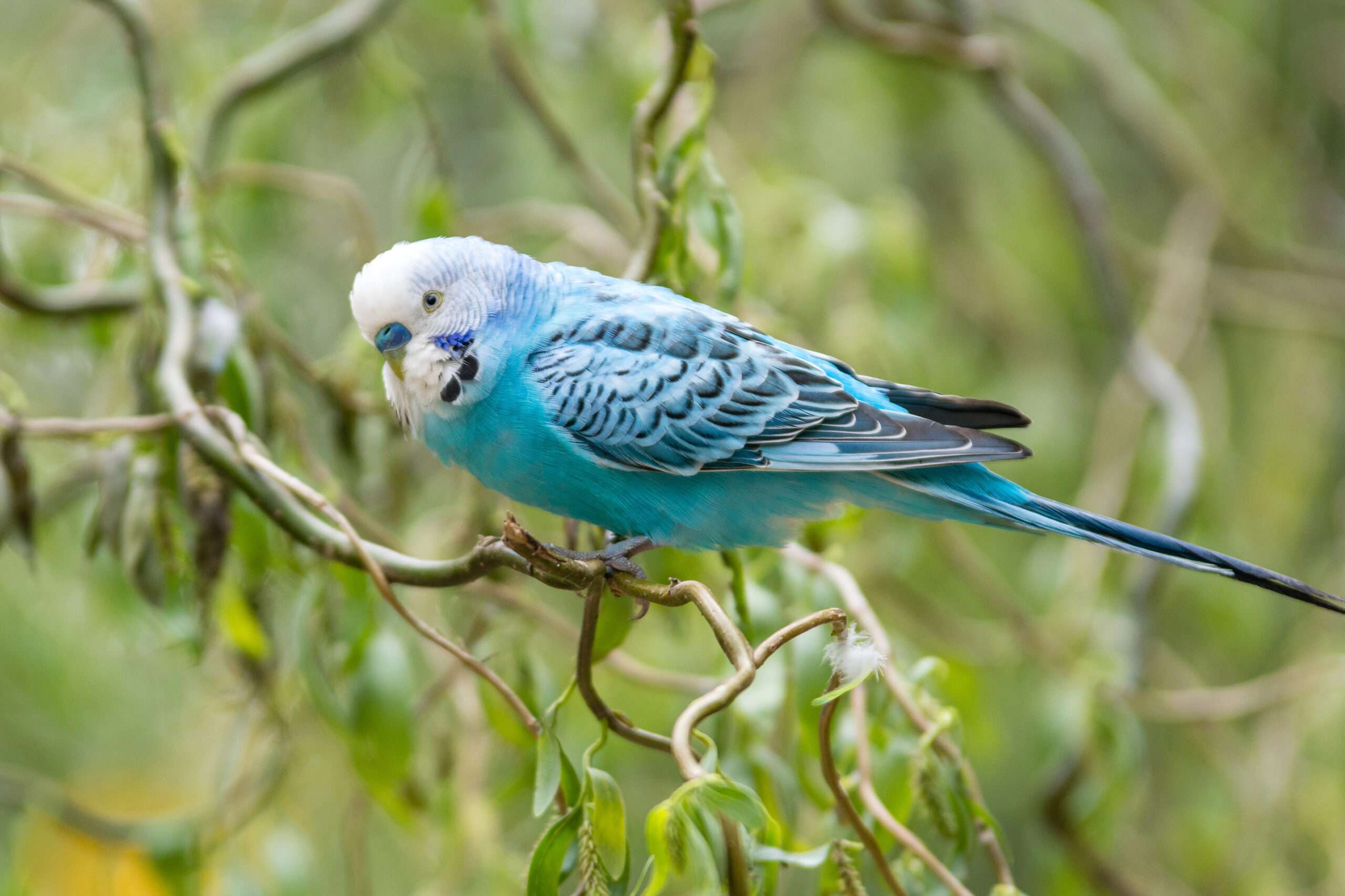 vogel1