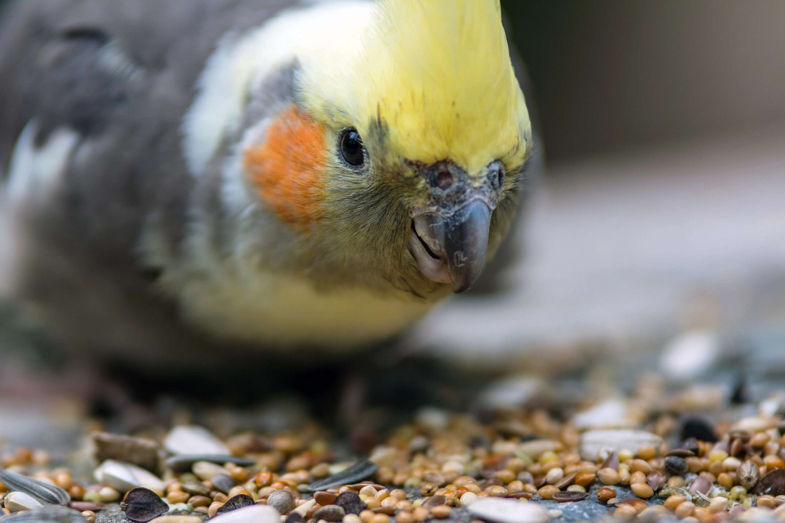 vogel3