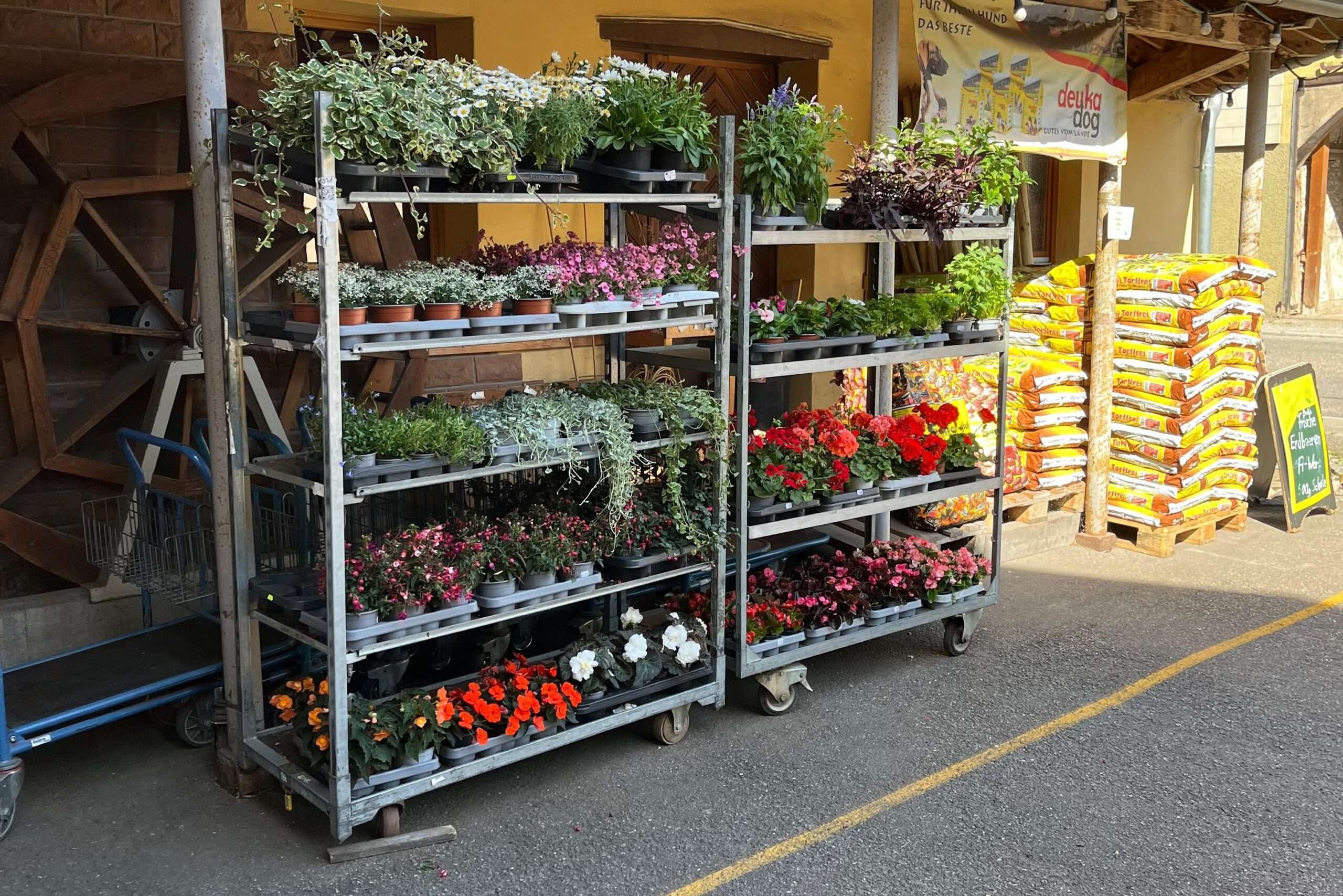 Blumen Brennenstuhl 22